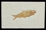 Detailed, Knightia Fossil Fish - Wyoming #78324-1